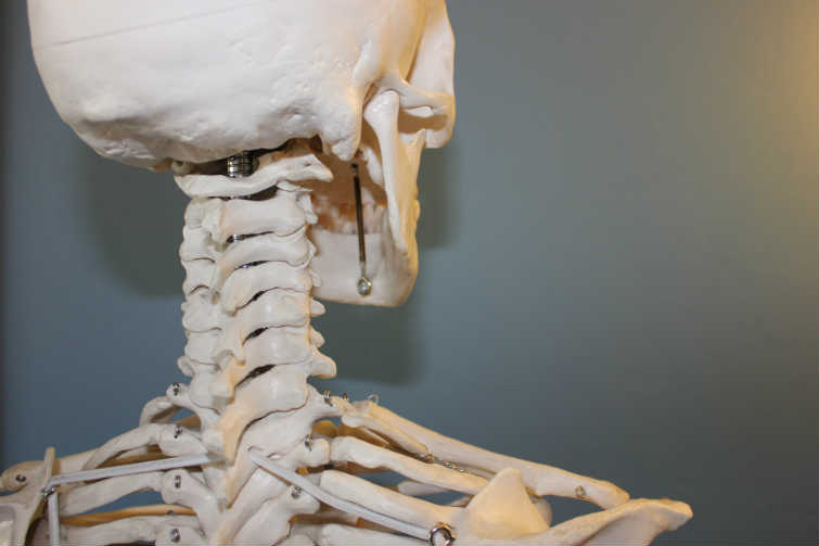 Conceptos de Columna vertebral Columna vertebral generalidades
