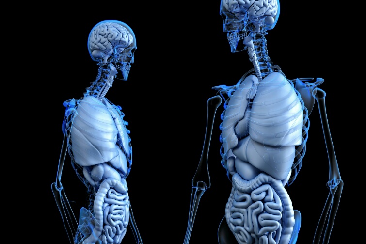 Afectaciones en pulmones Alteraciones en sistema digestivo